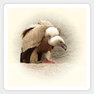 Vulture Sticker
